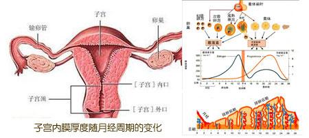 子宫内膜的厚度多少正常