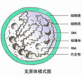 支原体感染要做哪些检查